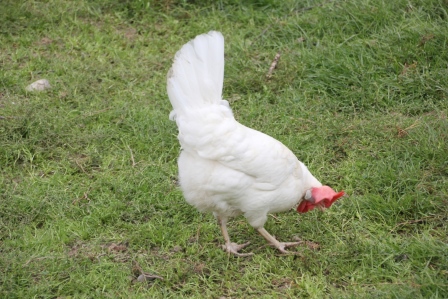 Glückliches Huhn auf Märkis Bauernhof
